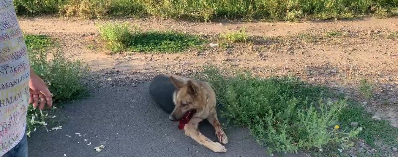 В Одесской области водитель издевался над своей собакой, сбивая его на авто: животному грозит ампутация