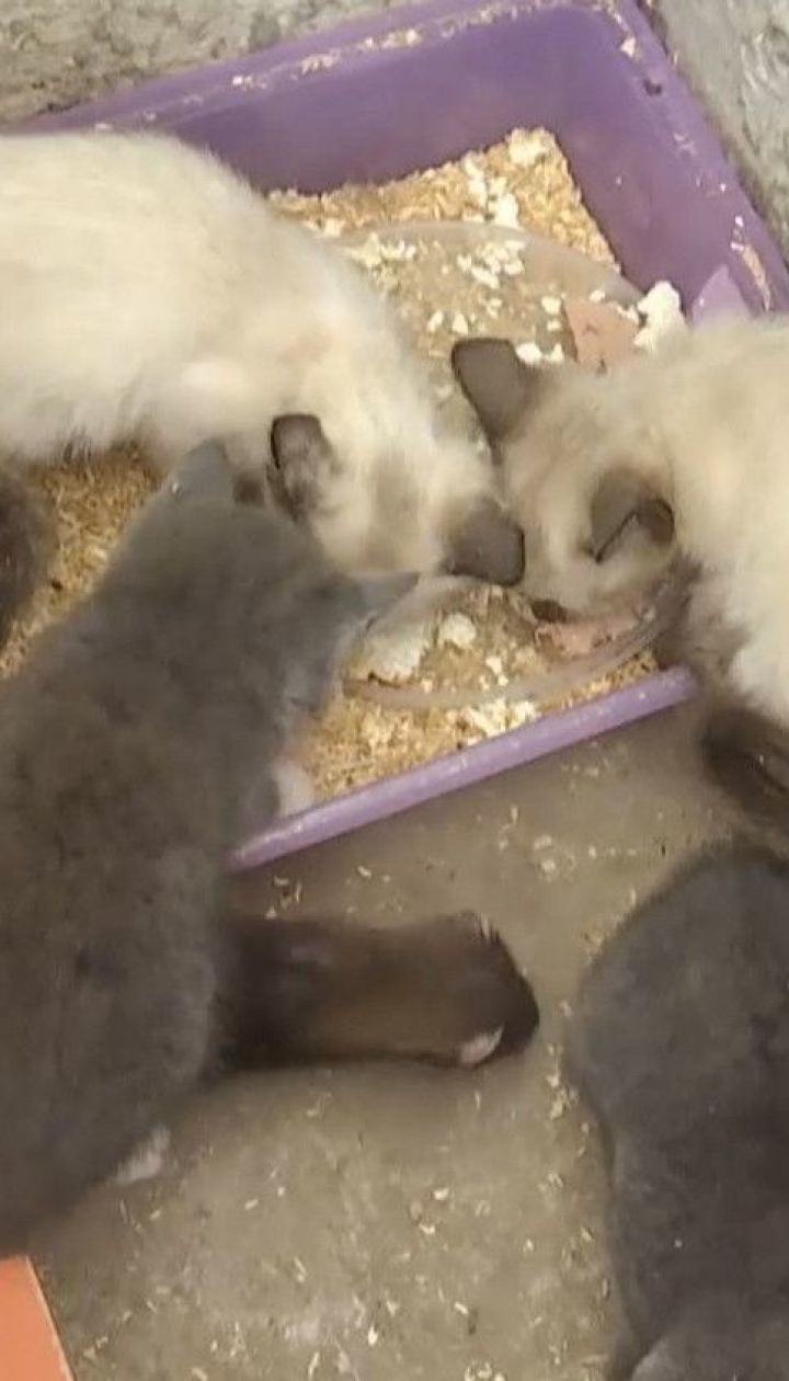 Кошка стала приемной матерью для котят и хорьков