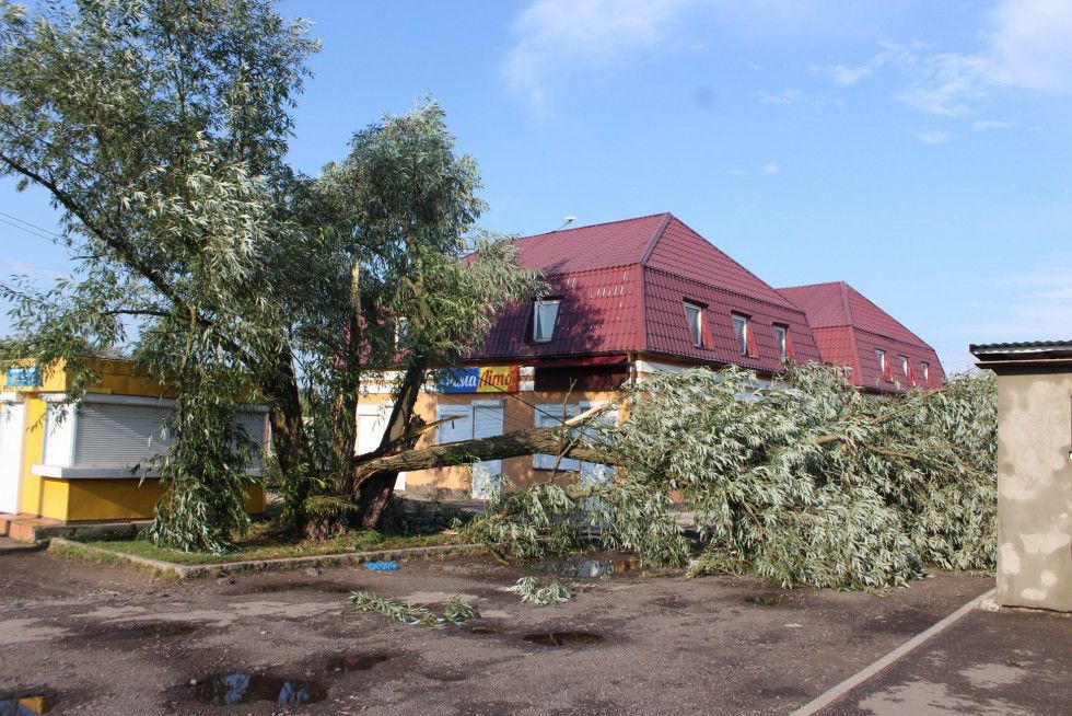 повалені дерева західна Україна