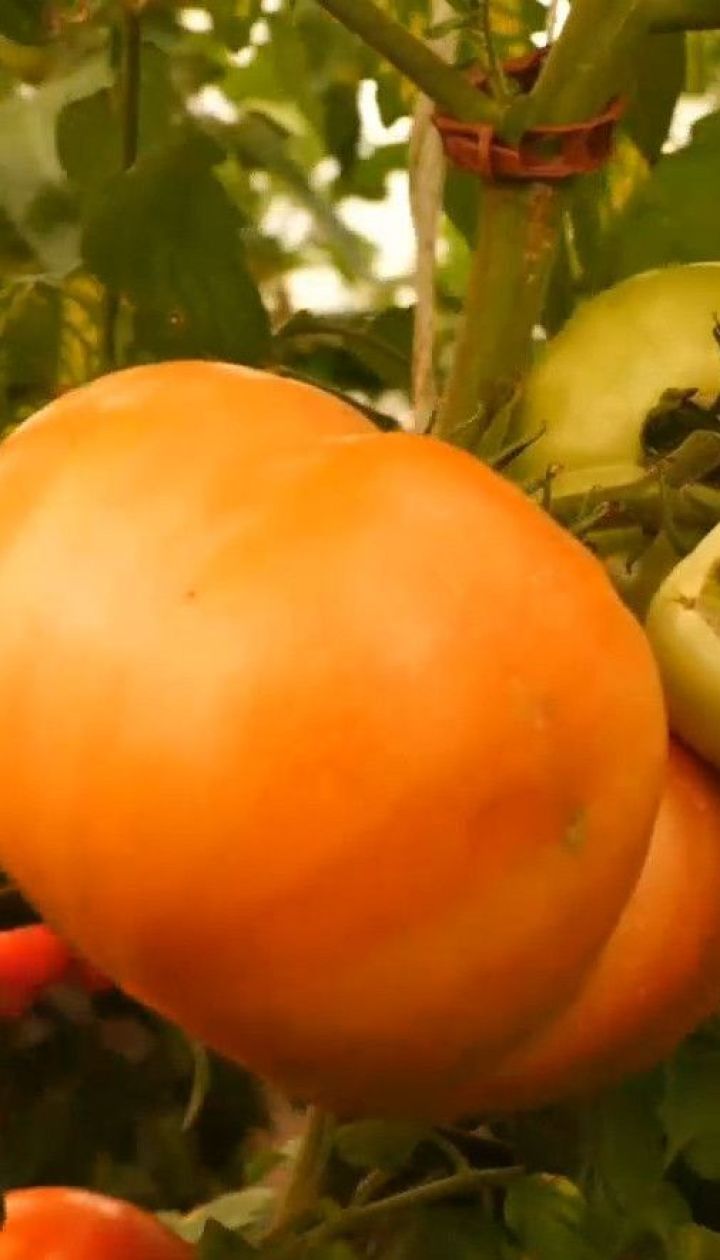 Чи люблять українці органічні продукти та чи готові за них переплачувати
