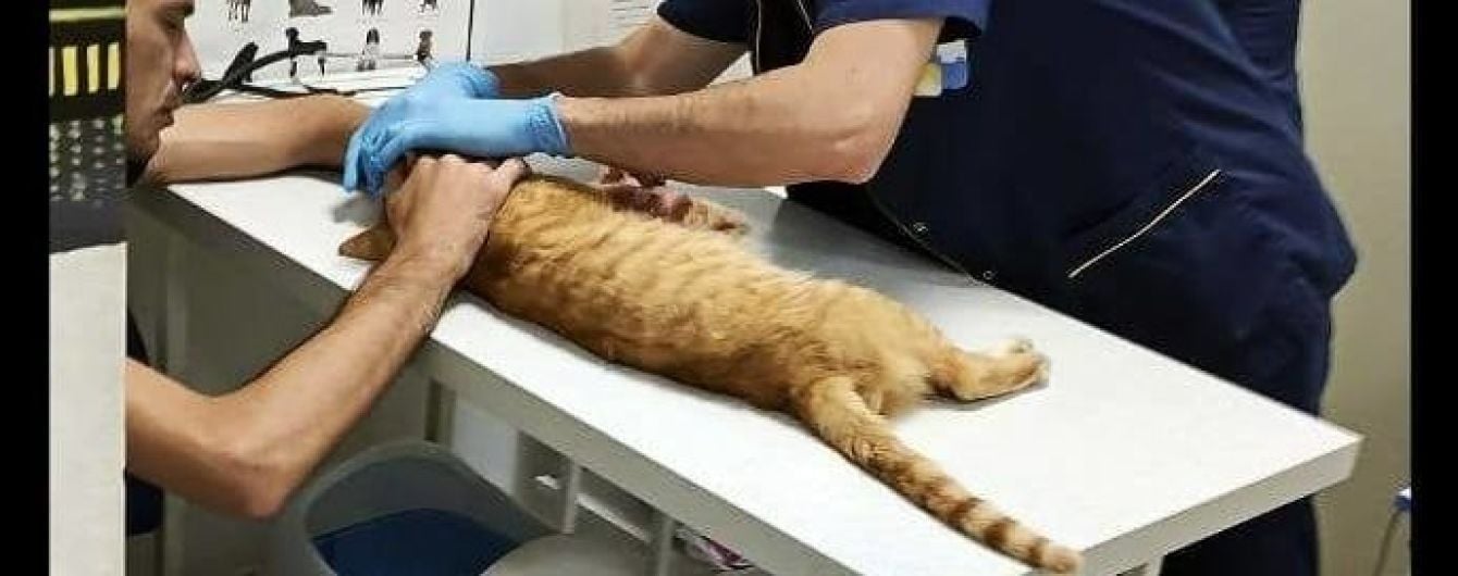 У Києві викинули кота з п'ятого поверху: тварина у муках померла у реанімації