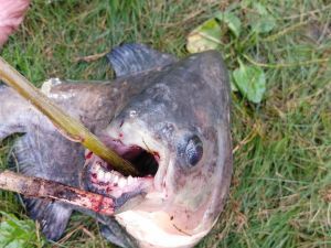 В Киеве на Позняках рыбак поймал необычную рыбу с "человеческими" зубами появились фото