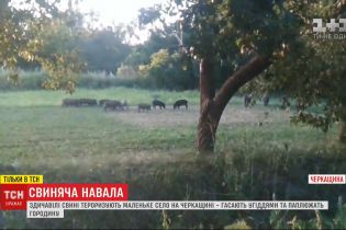 Здичавілі свині тероризують маленьке село в Черкаській області