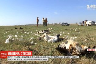 Потужний вітер, град та злива вбили майже пів тисячі птахів в Одеській області