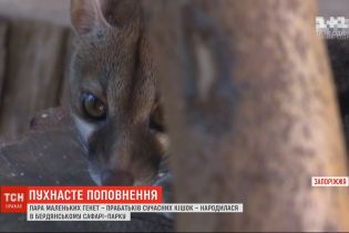 Пара маленьких генет народилася в Бердянському сафарі-парку