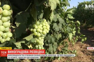 Розвідка ТСН: скільки коштує виноград та як зробити його корисним