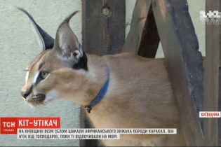 У Київській області всім селом шукали хижака породи каракал, який втік від господарів