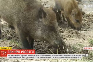ТСН розшукала кабаниху, яка вкрала сумку у відпочивальника в Німеччині