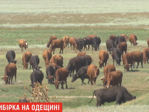 В Одесской области, где мужчина заразился сибирской язвой, это не первый случай