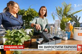 Тархун: правила вирощування та рецепт корисного лимонаду