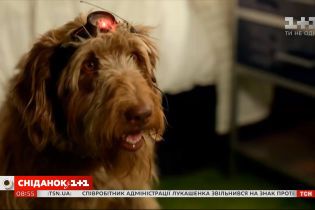 "Агент Єва", "Коханці" і "Думай як пес" - кращі новинки прокату у "КіноСніданку"