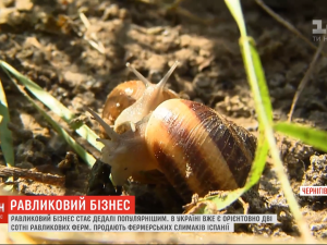 Променяла столицу на улиток в глуши: под Черниговом женщина заселила ферму средиземноморскими улитками