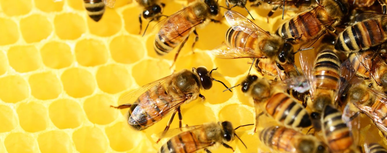 Продали понад 40 мільйонів кілограмів: Україна цього року стала лідером з експорту меду до ЄС