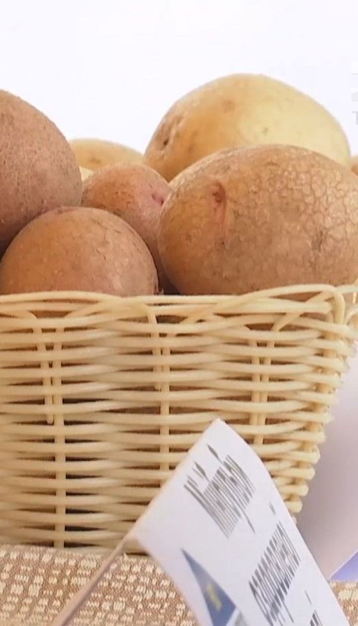 Из-за засухи фермеры начнут копать картошку на две недели позже