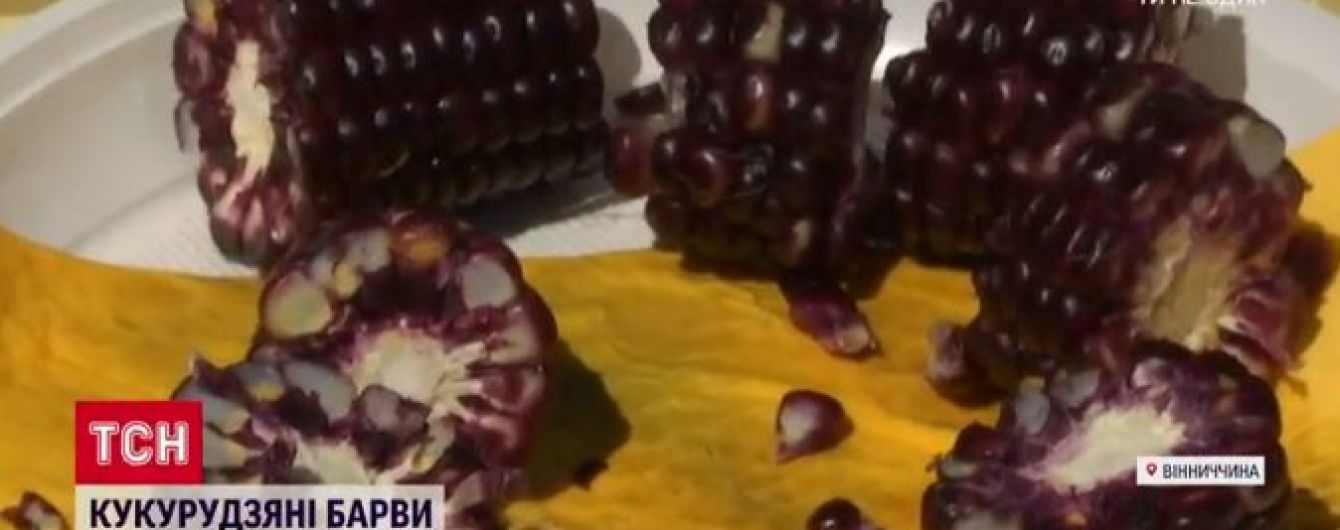 Українські селекціонери вивели фіолетову кукурудзу, яку можна їсти навіть діабетикам