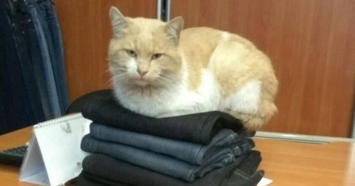 Нацькував зграю собак на кота і дивився, як ті його шматують: у Запоріжжі розшукують шкуродера