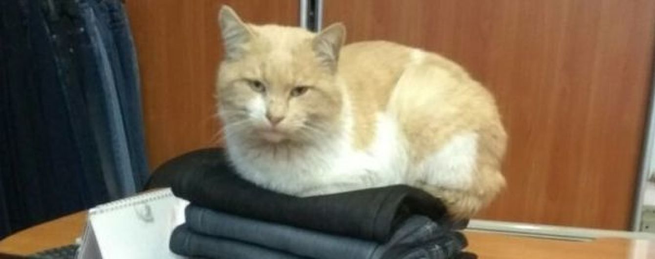 Натравил свору собак на кота и смотрел, как те его рвут: в Запорожье разыскивают живодера
