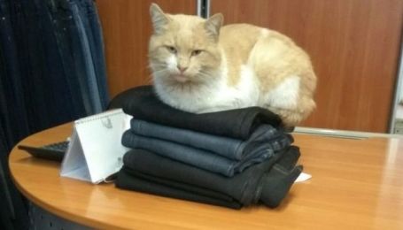 Нацькував зграю собак на кота і дивився, як ті його шматують: у Запоріжжі розшукують шкуродера