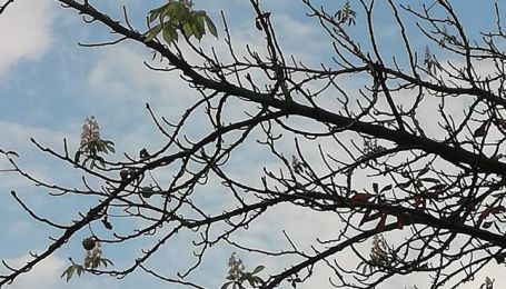 У Києві зацвіли каштани