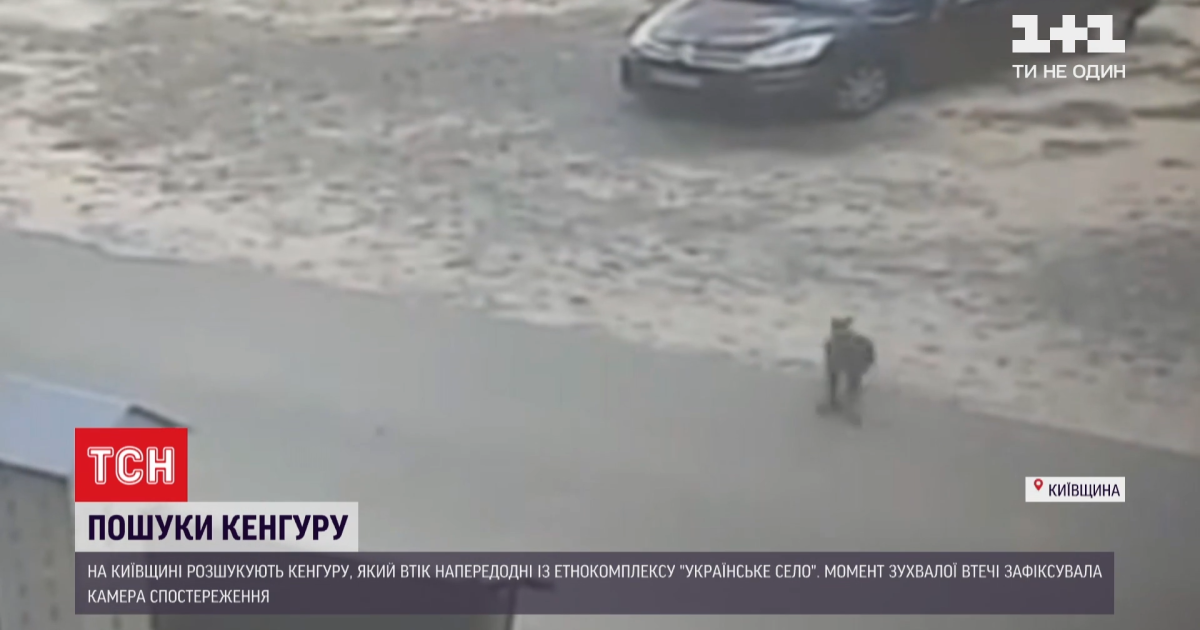 Под Киевом разгуливает кенгуру: на видео животное пропрыгало вдоль автомобилей на парковке и исчезло в поле