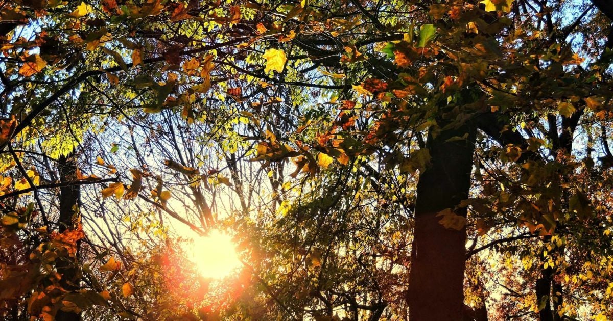 Останні теплі дні: прогноз погоди на вівторок, 29 жовтня