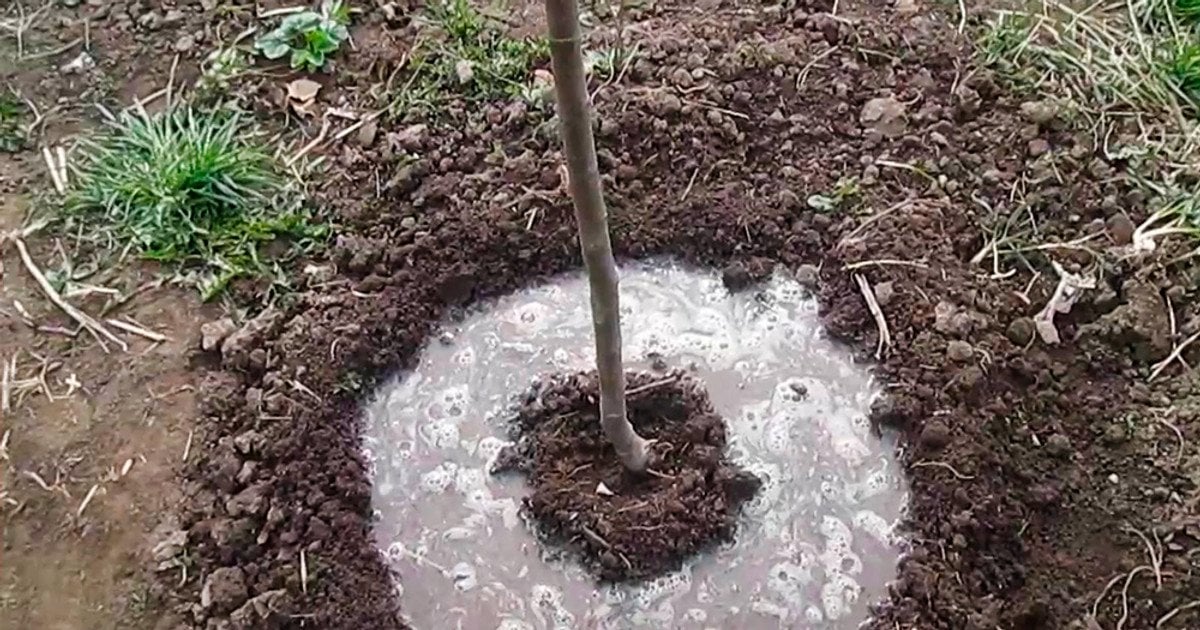 Підживлення яблуні восени