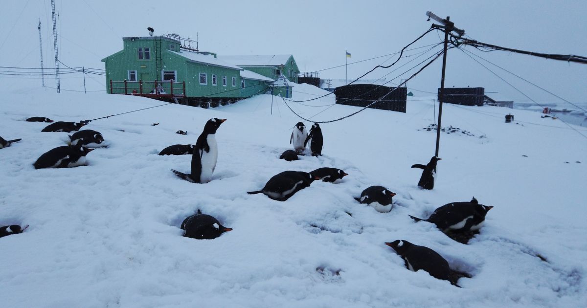 В Антарктиді зафіксували 20-річний рекордний сніговий покрив (фото)