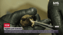 Вінницька родина прихистила вдома 8 кажанят, які раптово почали з’являтись на балконі