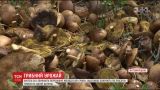 На Житомирщине люди собирают рекордные урожаи грибов