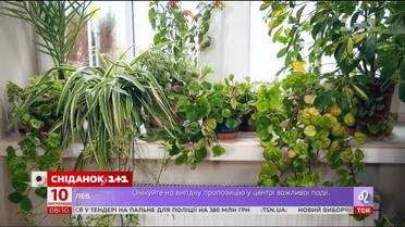 Как расположить растения на подоконнике зимой