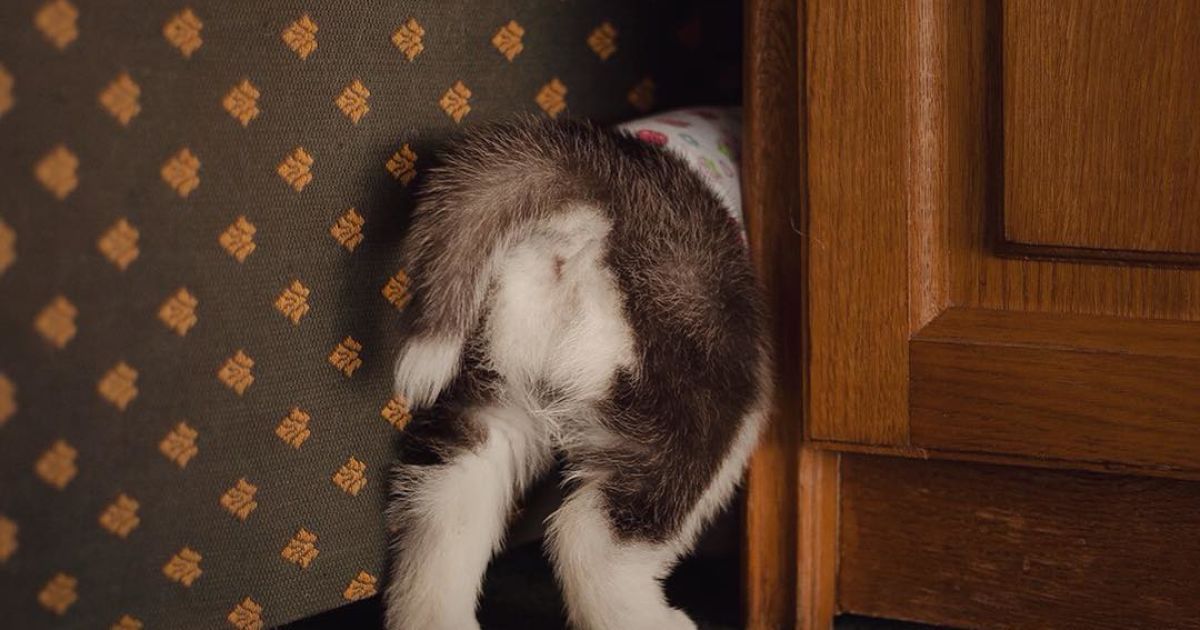 Девушка заинтересовалась этой породой три года назад / © Instagram.com/@erikaeasy