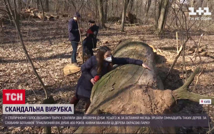 "И так мало мест таких, а они еще и это добивают": как киевляне реагируют на вырубку вековых дубов в Голосеевском парке