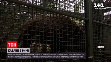 Новини світу: в Римі почали відловлювати диких кабанів, що тероризують місто