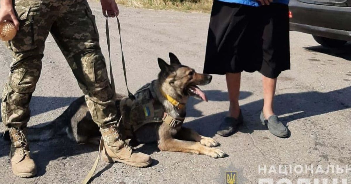 Під Дніпром собака допоміг викрити вбивцю 71-річної пенсіонерки (відео)