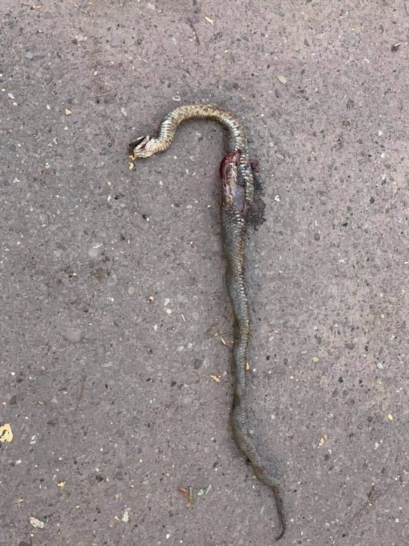 вбита змія
