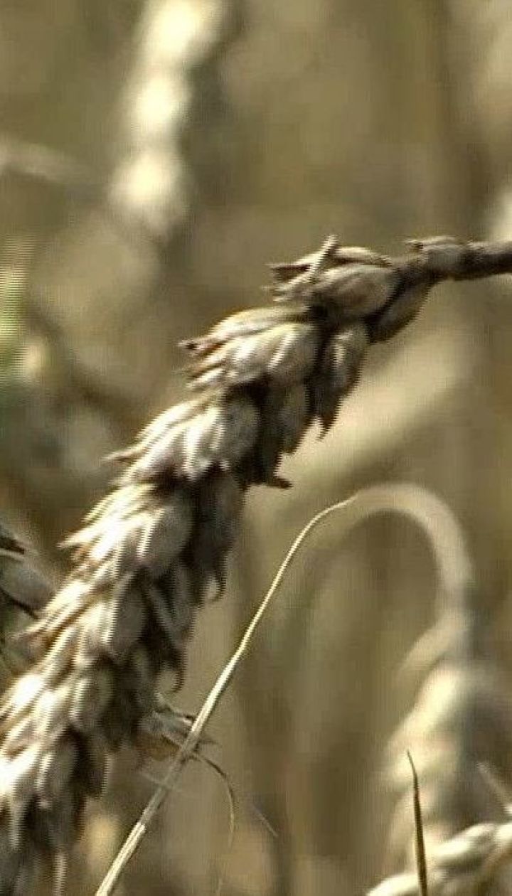 Производство агропродукции сократилось на 10 % – экономические новости