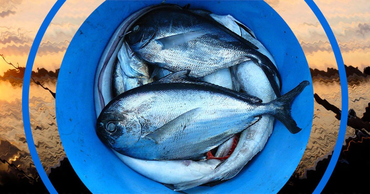 На гачок: куди вирушати порибалити та яку рибу ловити в Україні