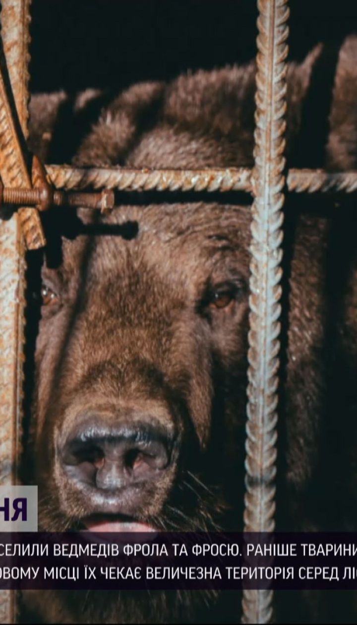 В медвежий приют "Домажир" переселили двух косолапых с гостинично-ресторанного комплекса