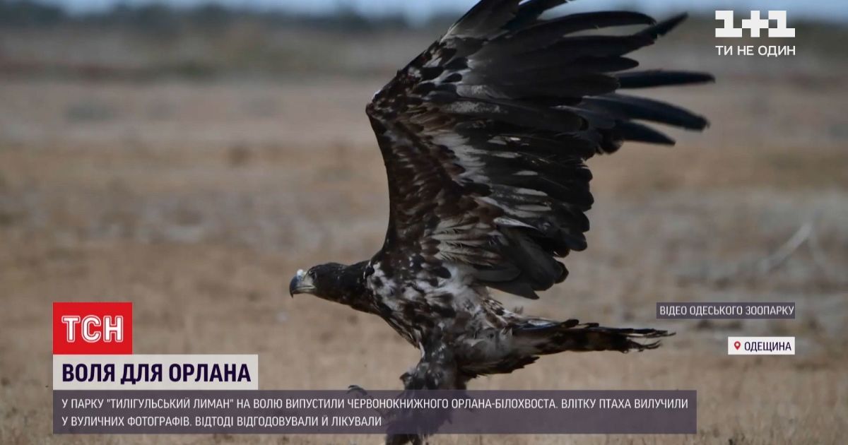 В Одесской области выпустили на свободу краснокнижную птицу, изъятую у уличных фотографов (видео)