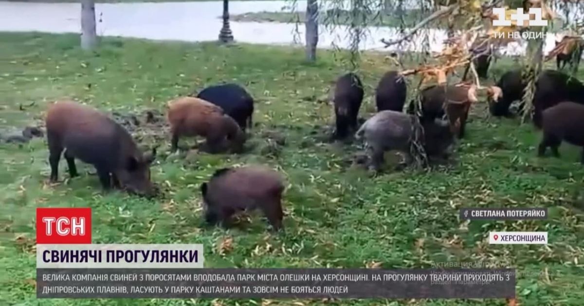 Свиньи прогулки: в Херсонской области кабаны облюбовали городской парк