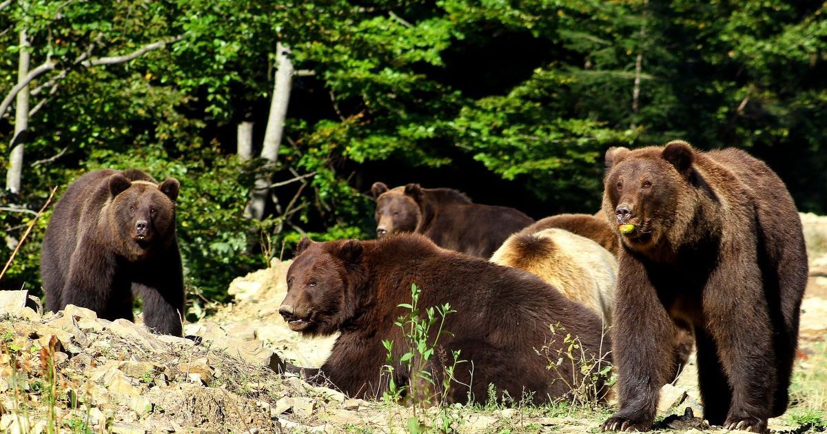 Сдай бутылку — посети медведей: в нацпарк "Синевир" можно попасть бесплатно в обмен на мусор