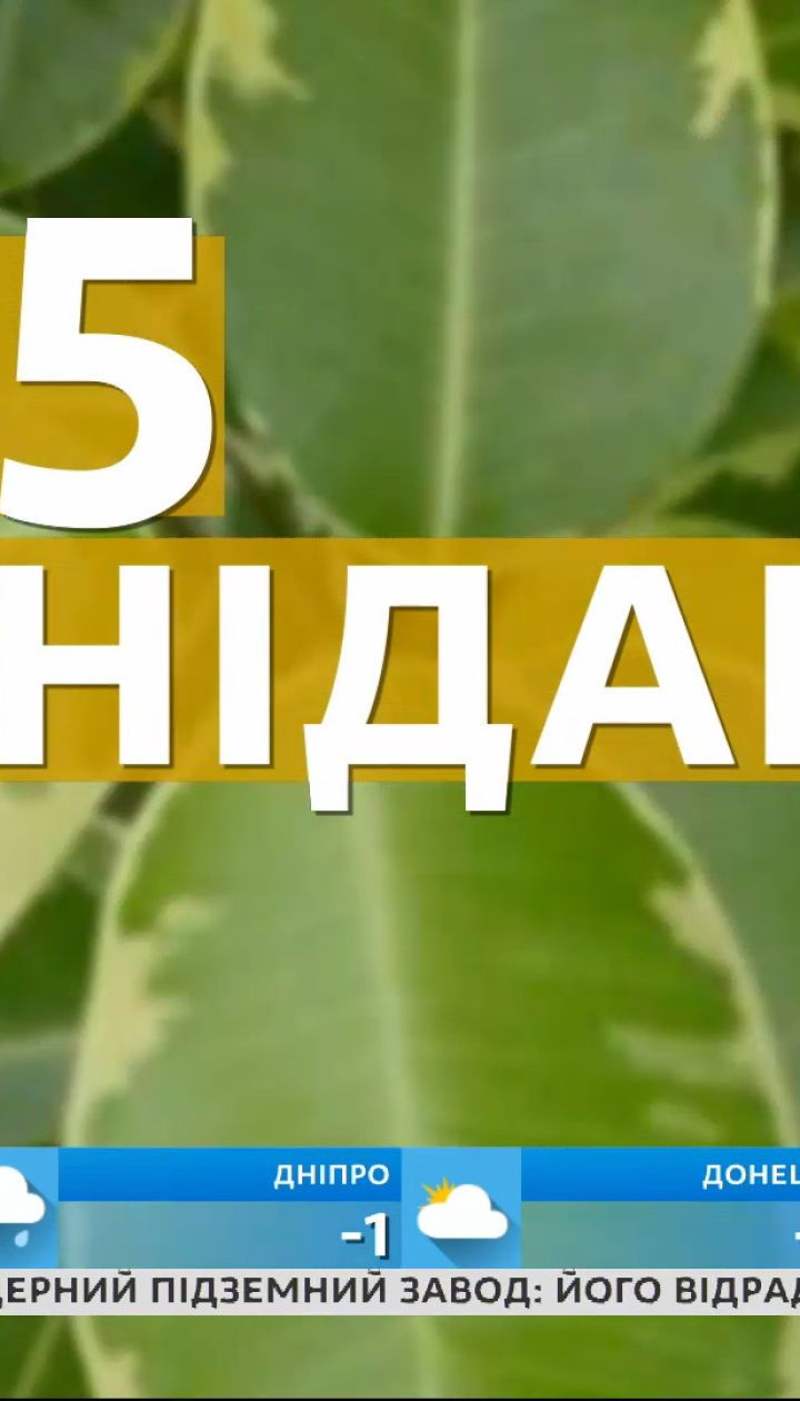 Домашні рослини, що здатні лікувати