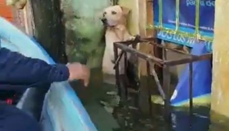 В Мексике моряки героически спасли лабрадора во время наводнения: собака держался из последних сил, чтобы не утонуть
