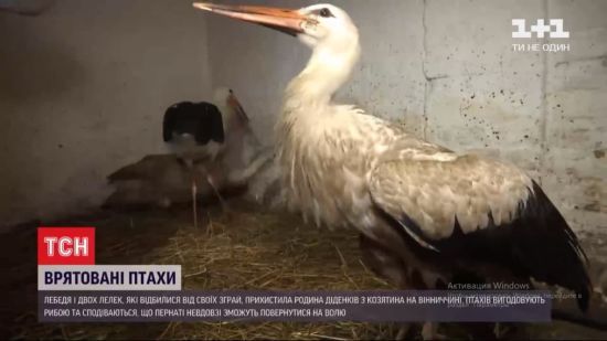 Спасенные птицы: в Винницкой области на частном дворе нашли приют два аиста и лебедь