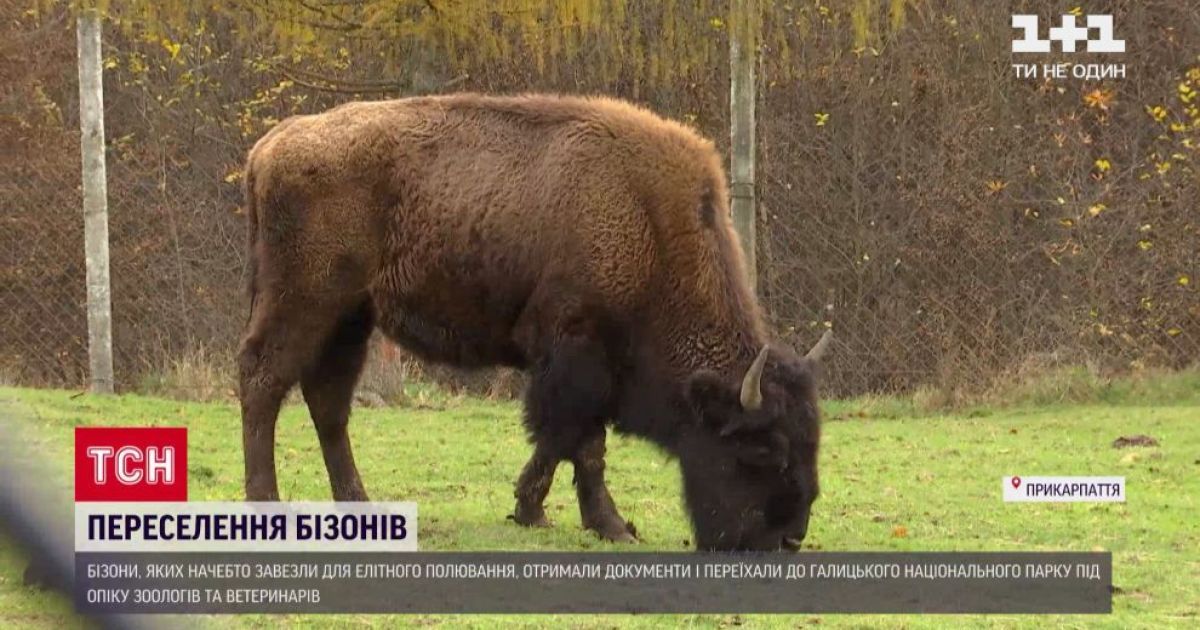 На Прикарпатті для бізонів-нелегалів закінчилися восьмирічні поневіряння: подробиці порятунку