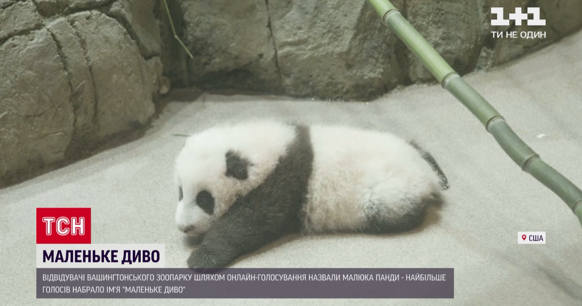У Вашингтоні відвідувачі зоопарку обрали ім'я для новонародженої в умовах пандемії панди