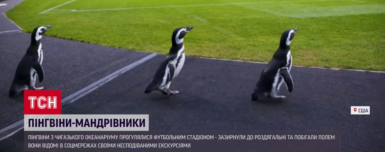 Звезды соцсетей: пингвины из чикагского океанариума прогулялись футбольным стадионом