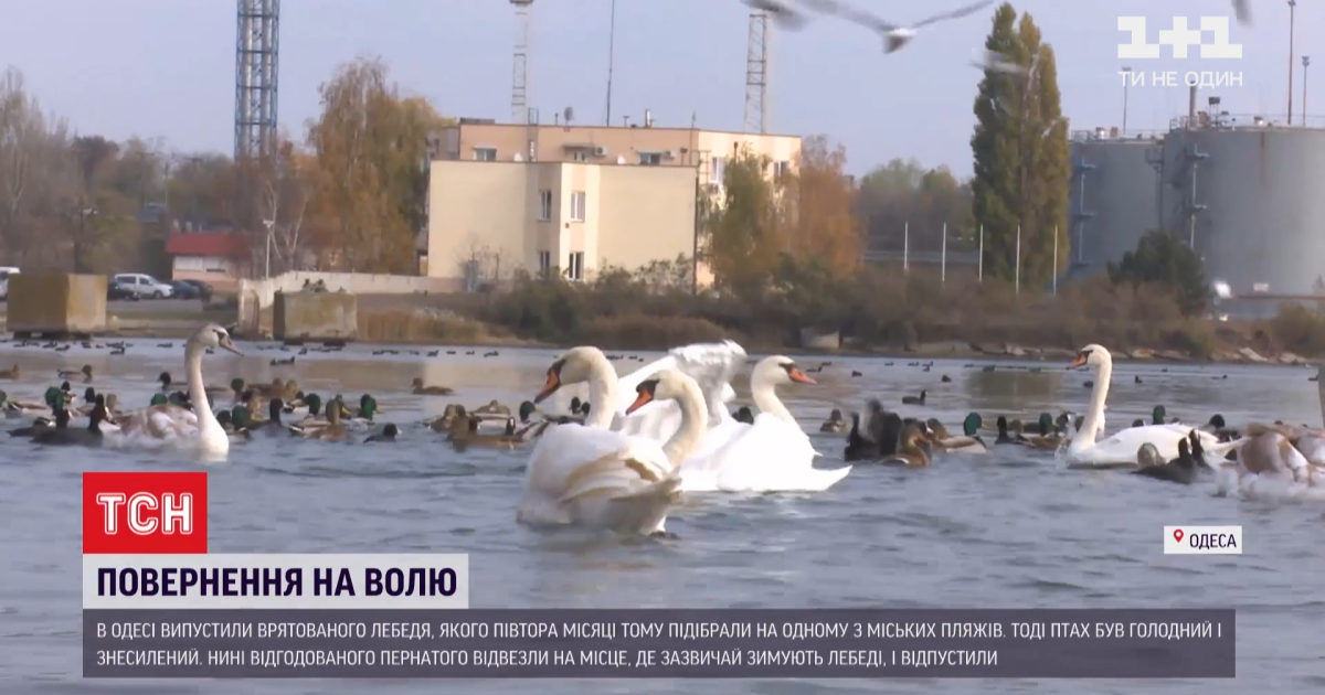 В Одессе откормили обессиленного лебедя и отпустили на волю: как это было