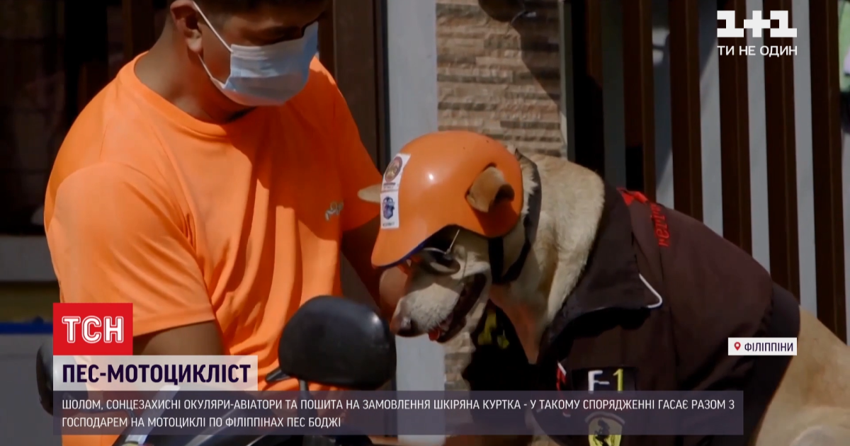 Собака-байкер із Філіппін підкорив Мережу
