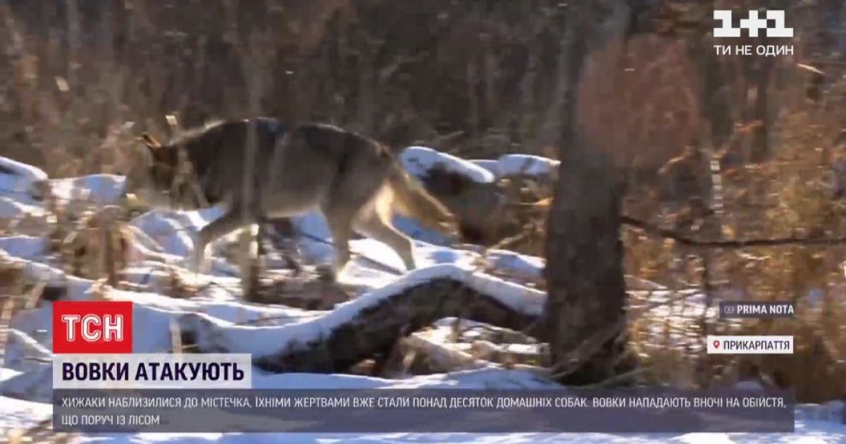 Ворохту атакують голодні вовки: що радять місцевим мешканцям